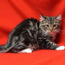 Thumbnail photo of Birk n Stock #2