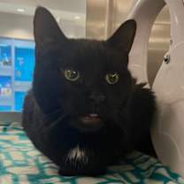 Thumbnail photo of Captain Snag #1