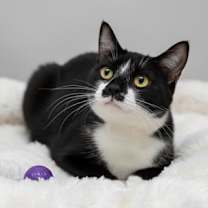 Thumbnail photo of Scout #1