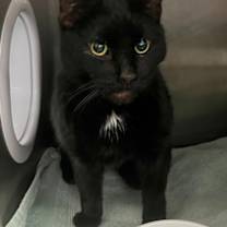 Thumbnail photo of Captain Snag #2