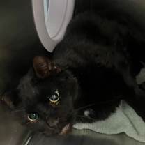 Thumbnail photo of Captain Snag #3