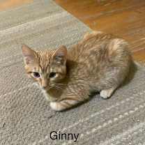 Thumbnail photo of Ginny #1
