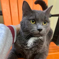 Thumbnail photo of Midnight #1