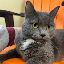 Thumbnail photo of Midnight #2