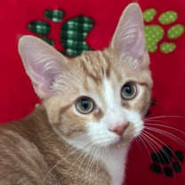 Thumbnail photo of T-Bo #1