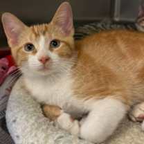 Thumbnail photo of T-Bo #2