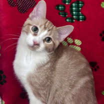 Thumbnail photo of T-Bo #3