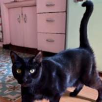 Thumbnail photo of Abra (Francine) #1