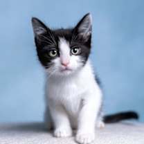 Thumbnail photo of Thumper #1