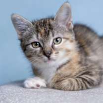 Thumbnail photo of Bambi #2