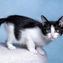 Thumbnail photo of Thumper #2