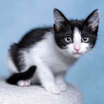 Thumbnail photo of Thumper #3