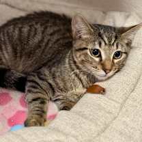 Thumbnail photo of Hoover #2