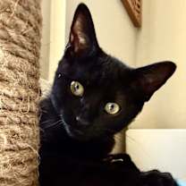 Thumbnail photo of Bailey #1