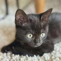 Thumbnail photo of Bailey #2