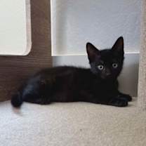 Thumbnail photo of Bailey #3