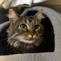 Thumbnail photo of Carol #3