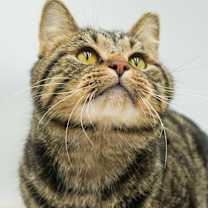 Thumbnail photo of Figgy Pudding #2