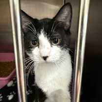 Thumbnail photo of Squeak #3