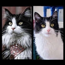 Thumbnail photo of Snickers #1