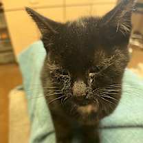 Thumbnail photo of Tim Mcpaw - Playful & Fearless! Good w/ Cats, Dogs & Kids! #2