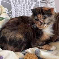 Thumbnail photo of Raggedy Ann FIV+ 54581 #2