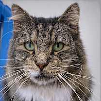 Thumbnail photo of Mr. Tabby #3