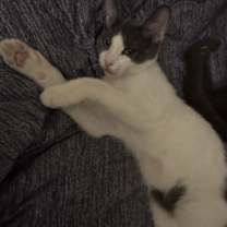 Thumbnail photo of Khalid #2