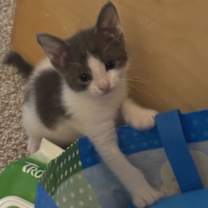 Thumbnail photo of Khalid #4