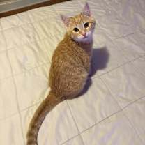 Thumbnail photo of Belle #1