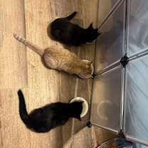 Thumbnail photo of Belle #2