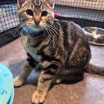 Thumbnail photo of King Arthur #1