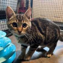 Thumbnail photo of King Arthur #3