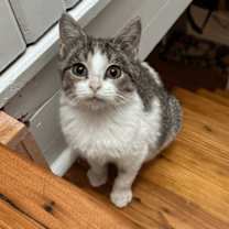 Thumbnail photo of Bobby Hill #1