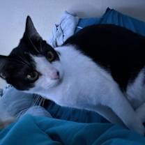 Thumbnail photo of Pebbels #4