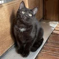 Thumbnail photo of Ossie #1