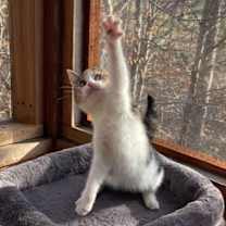 Thumbnail photo of Georgia #3