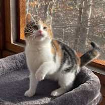 Thumbnail photo of Georgia #4