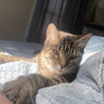 Thumbnail photo of Milo #2