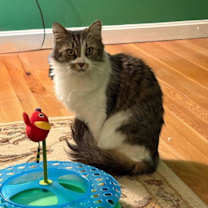 Thumbnail photo of Azula #1