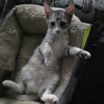 Thumbnail photo of Raleigh #1