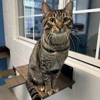 Thumbnail photo of Daddy Long Legs #1