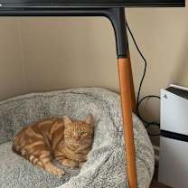 Thumbnail photo of Ginger #1