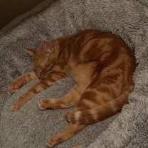 Thumbnail photo of Ginger #3