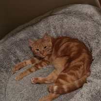 Thumbnail photo of Ginger #4