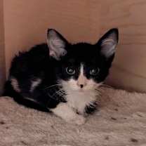 Thumbnail photo of Sunshine #2