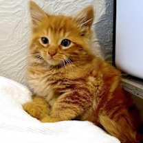 Thumbnail photo of CHEDDAR - Bonded with Sriracha #2