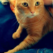 Thumbnail photo of Leo (Courtesy Post) #1