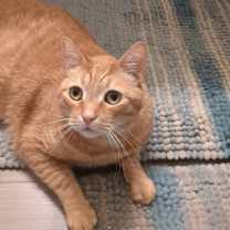 Thumbnail photo of Leo (Courtesy Post) #2