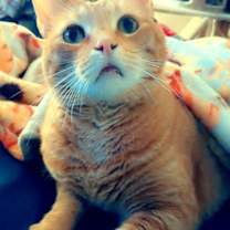 Thumbnail photo of Leo (Courtesy Post) #3